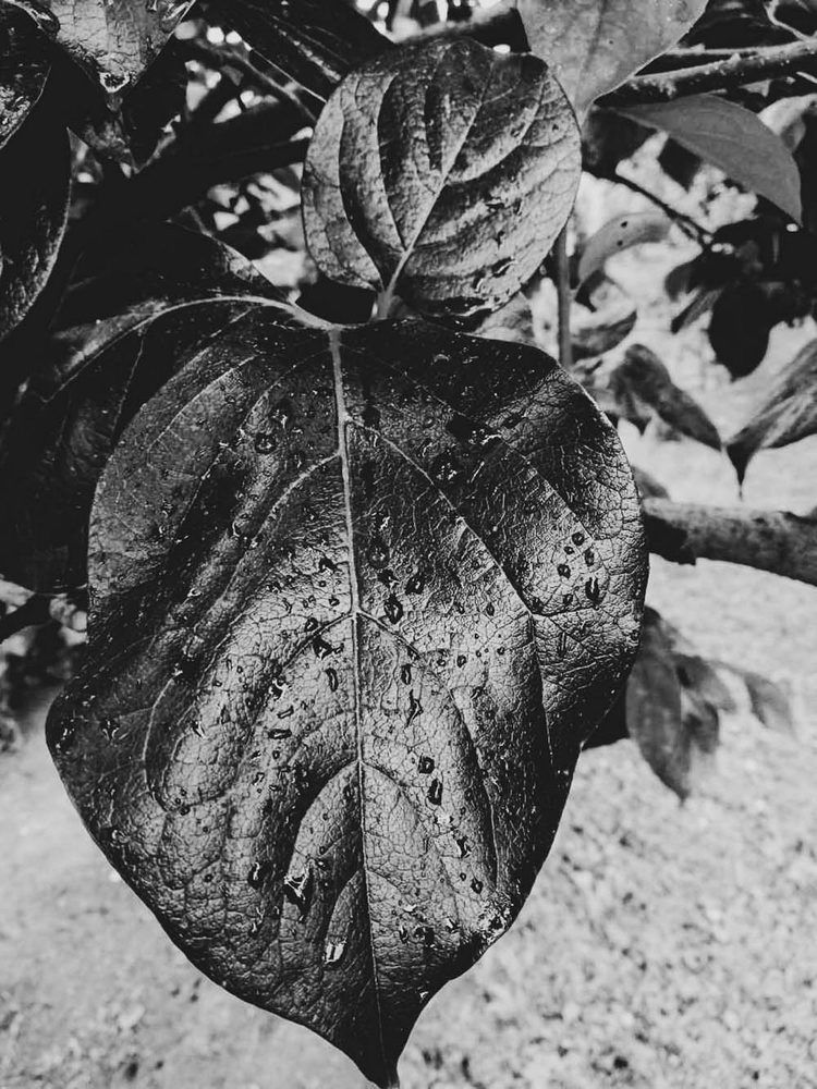 Photograph by Anna Gancheva