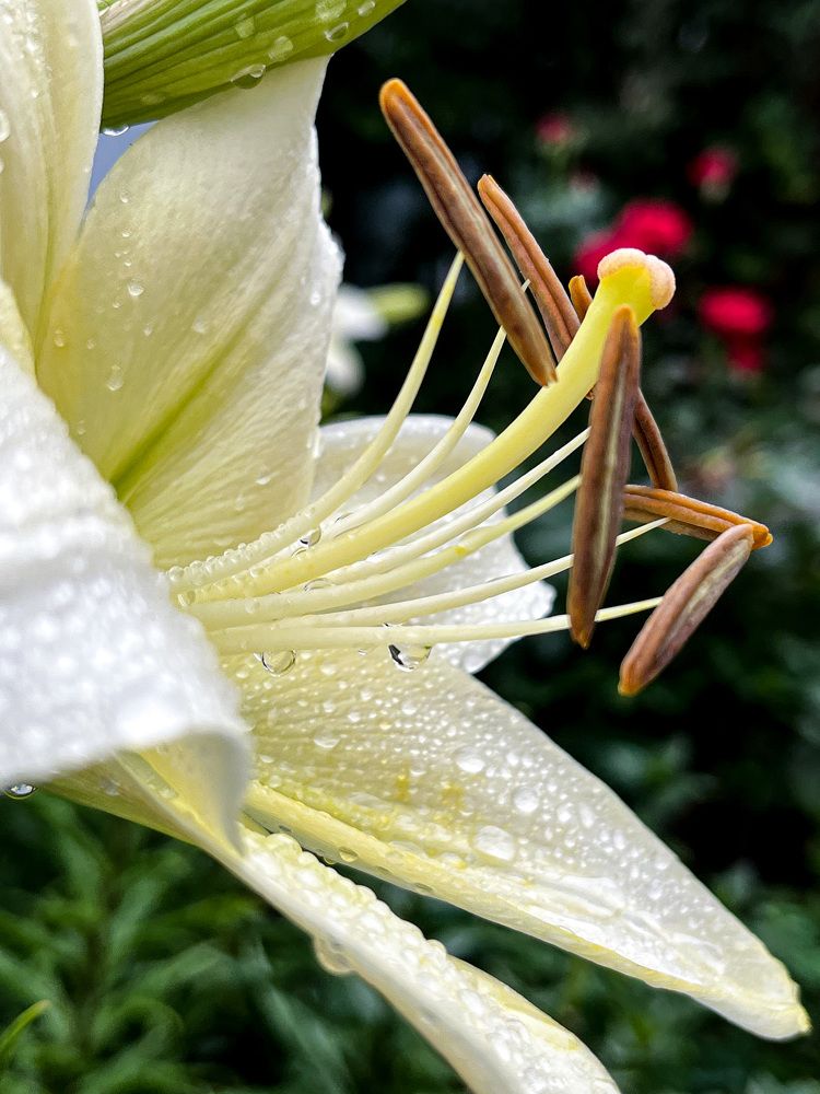 Photograph by Ekaterina