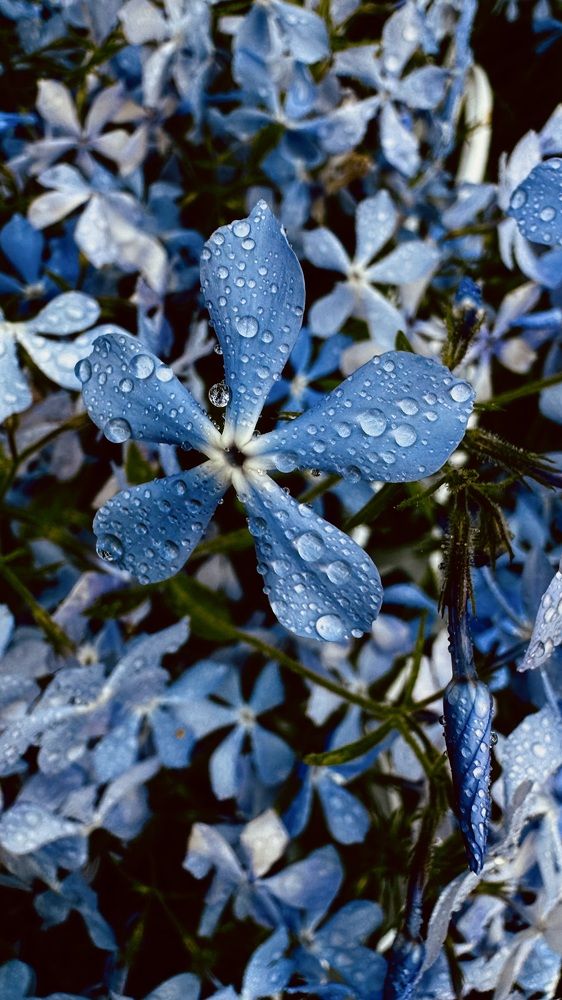 Photograph by Светлана Родионова