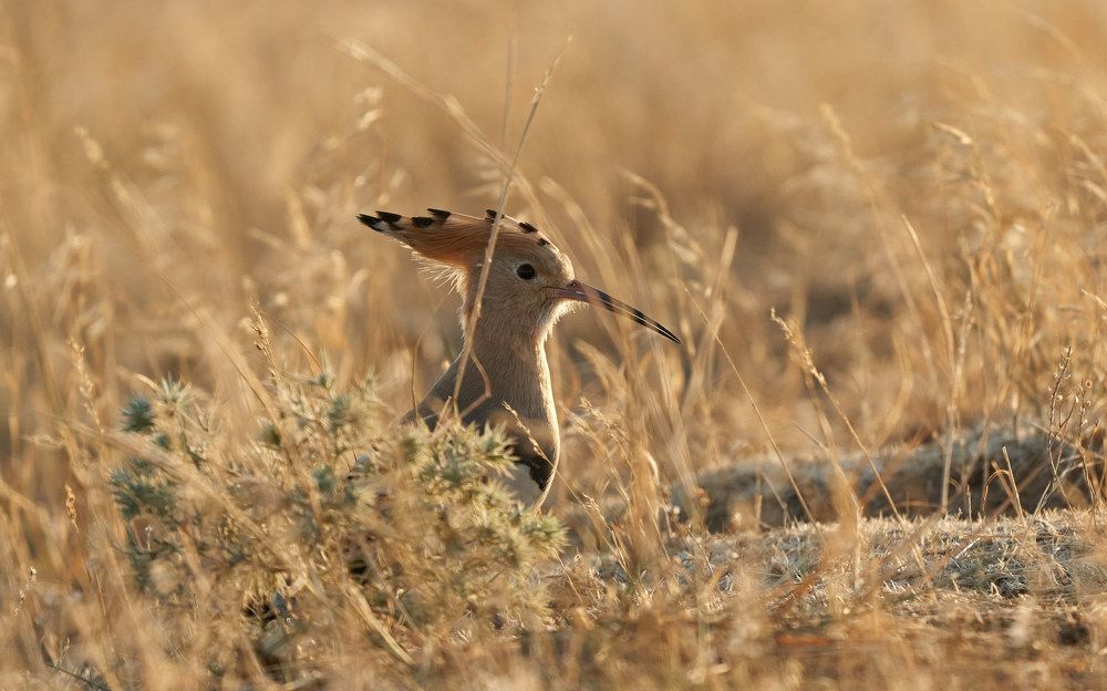 Photograph by Victor Krachkovsky