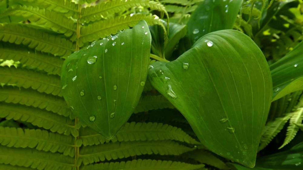 Photograph by Настя Настена