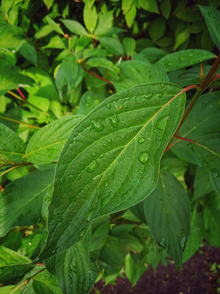 Photograph by Настя Настена