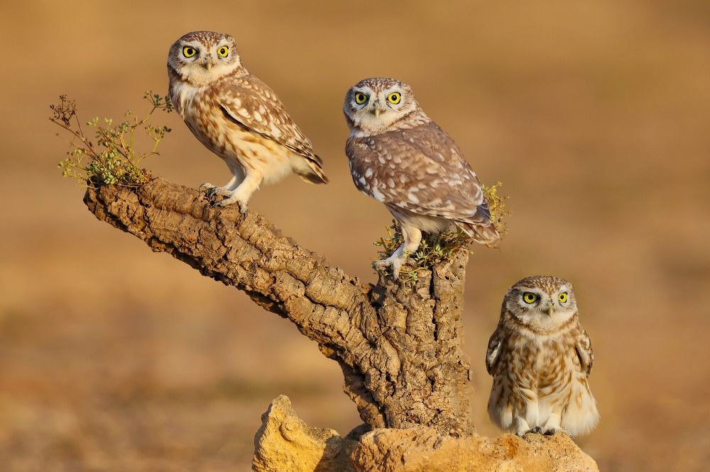 Фотография автора David Manusevich