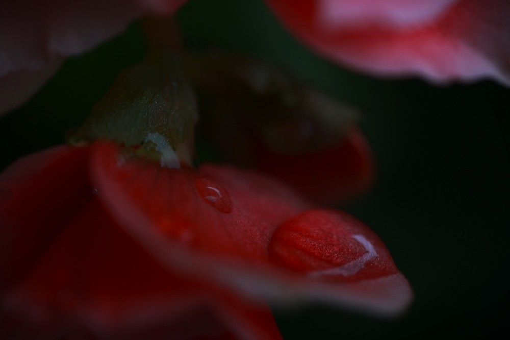 Photograph by Gr Marie