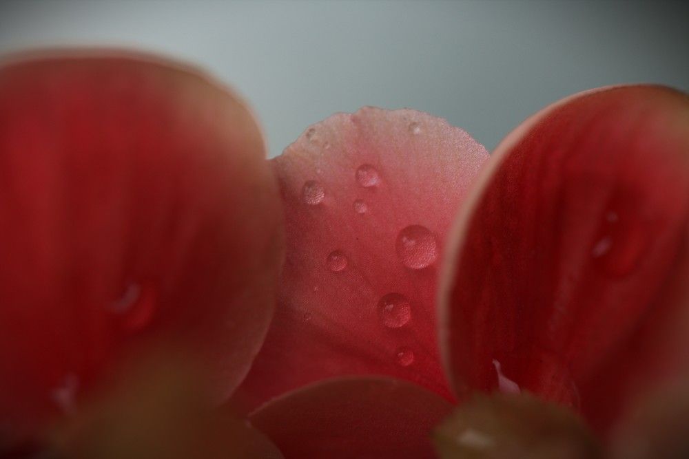 Photograph by Gr Marie