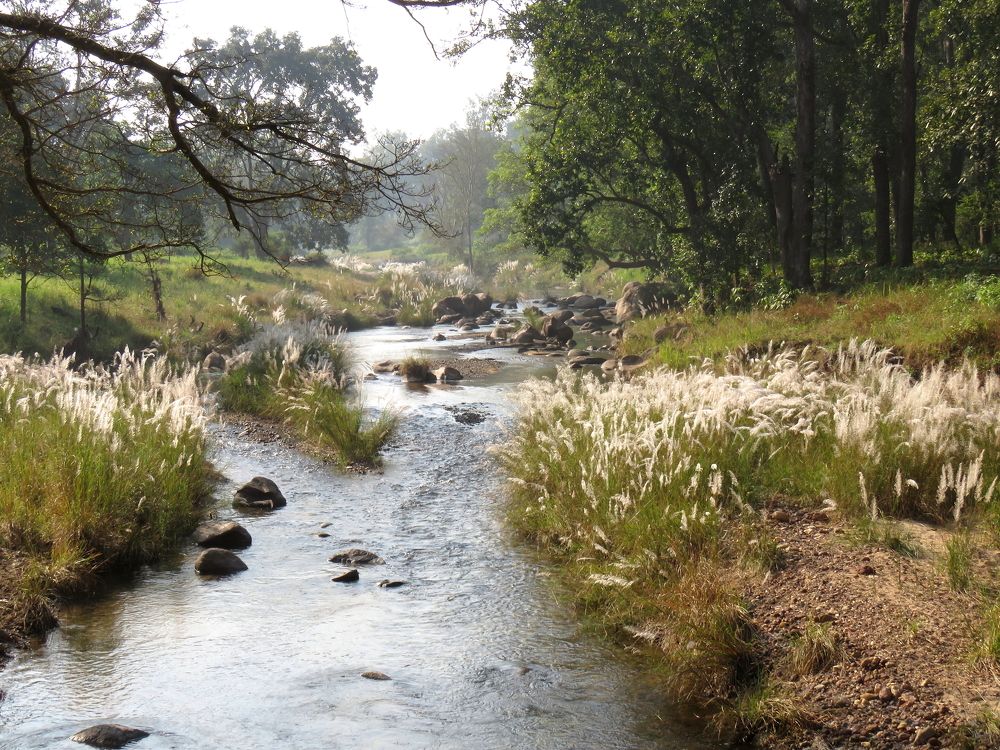 Scenic Stream across the forest