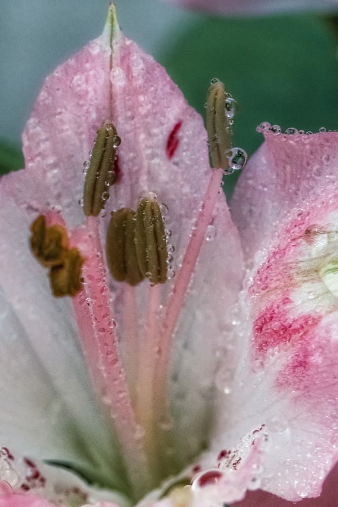 Photograph by Anya Lo