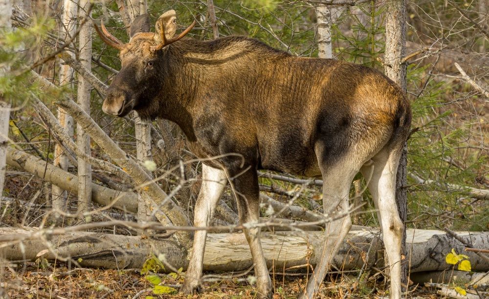 Photograph by Beshenyaga Media