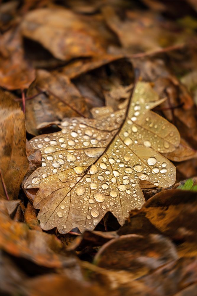Фотография автора Ольга Яр