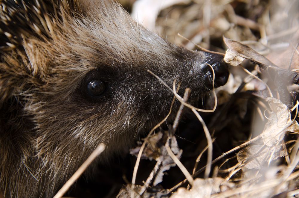 Photograph by Елизавета Шавардина