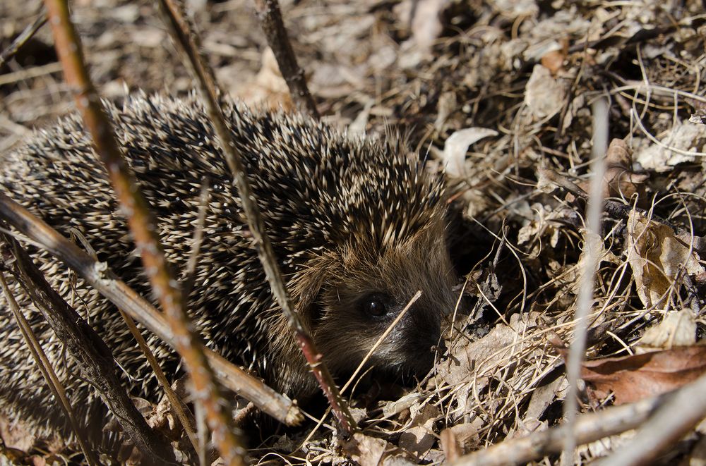 Photograph by Елизавета Шавардина