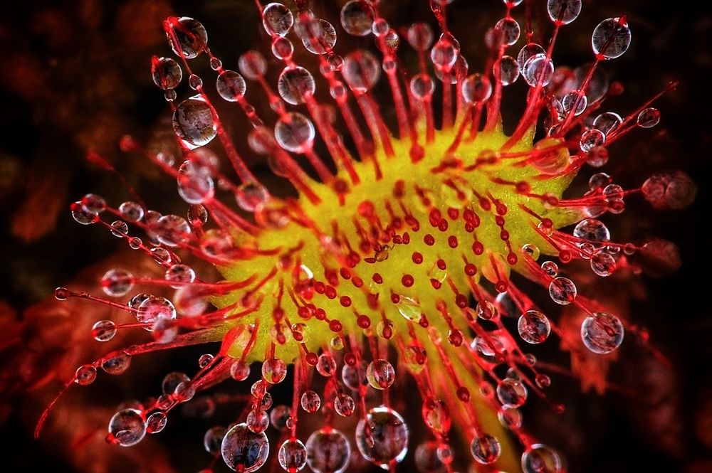 Photograph by Владимир Борозенец