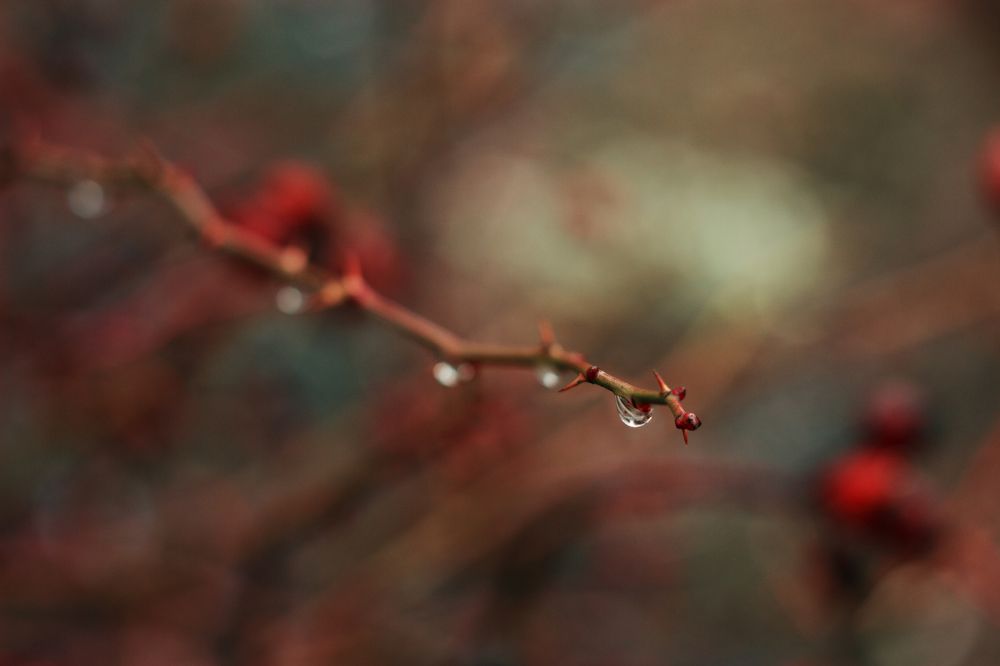 Photograph by Евгения Кинжакова