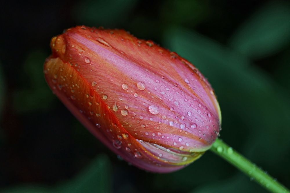 Москва, в парке.