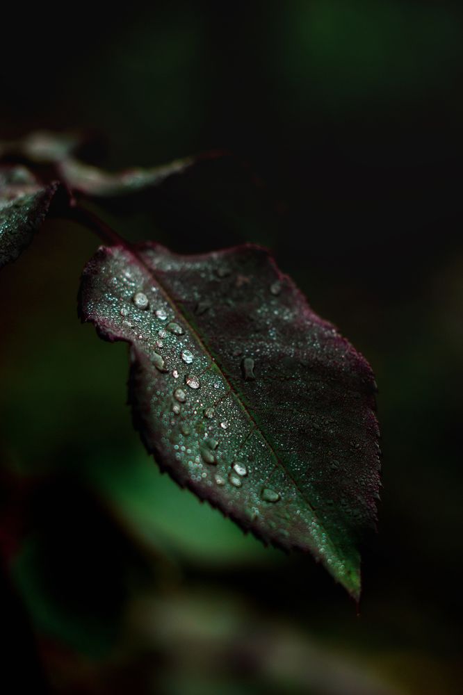 Photograph by Евгения Кинжакова