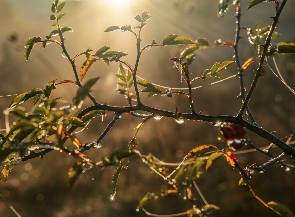 Photograph by Елена Ворошина