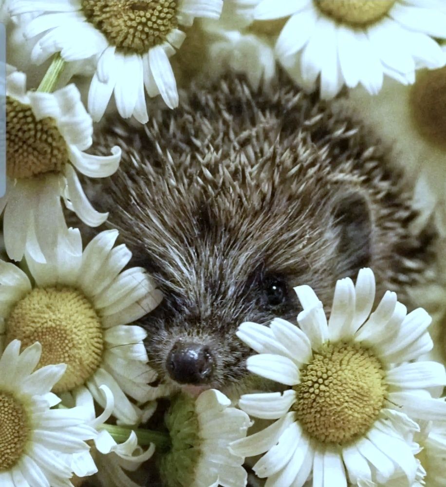 Photograph by Марина Безенкина