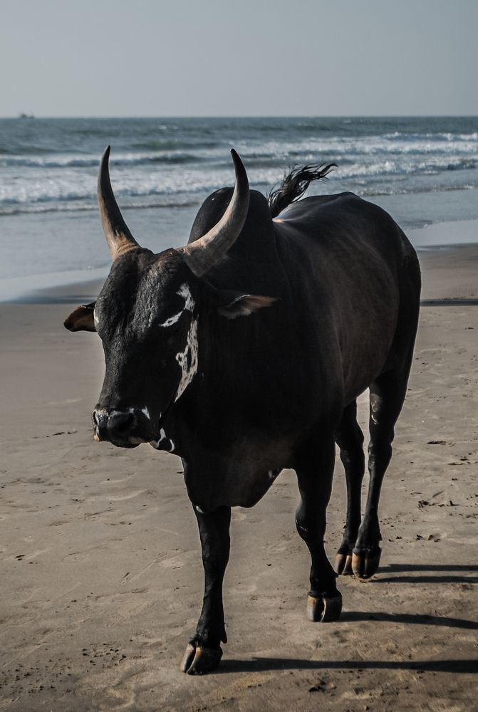 Фотография автора Алиса Исаева