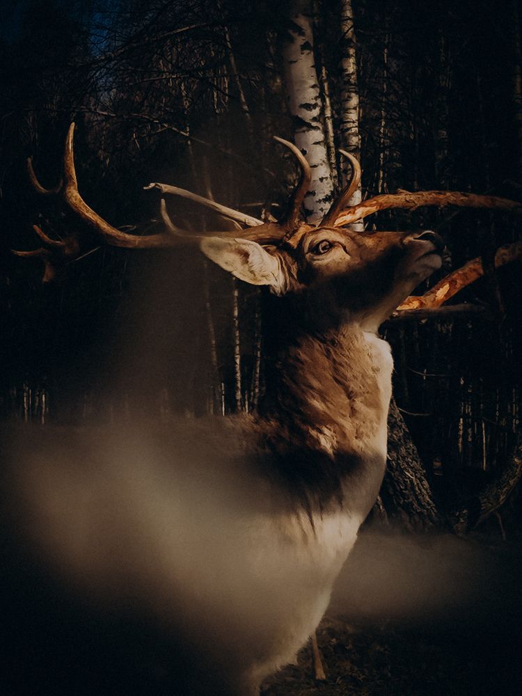 Фотография автора Алиса Исаева