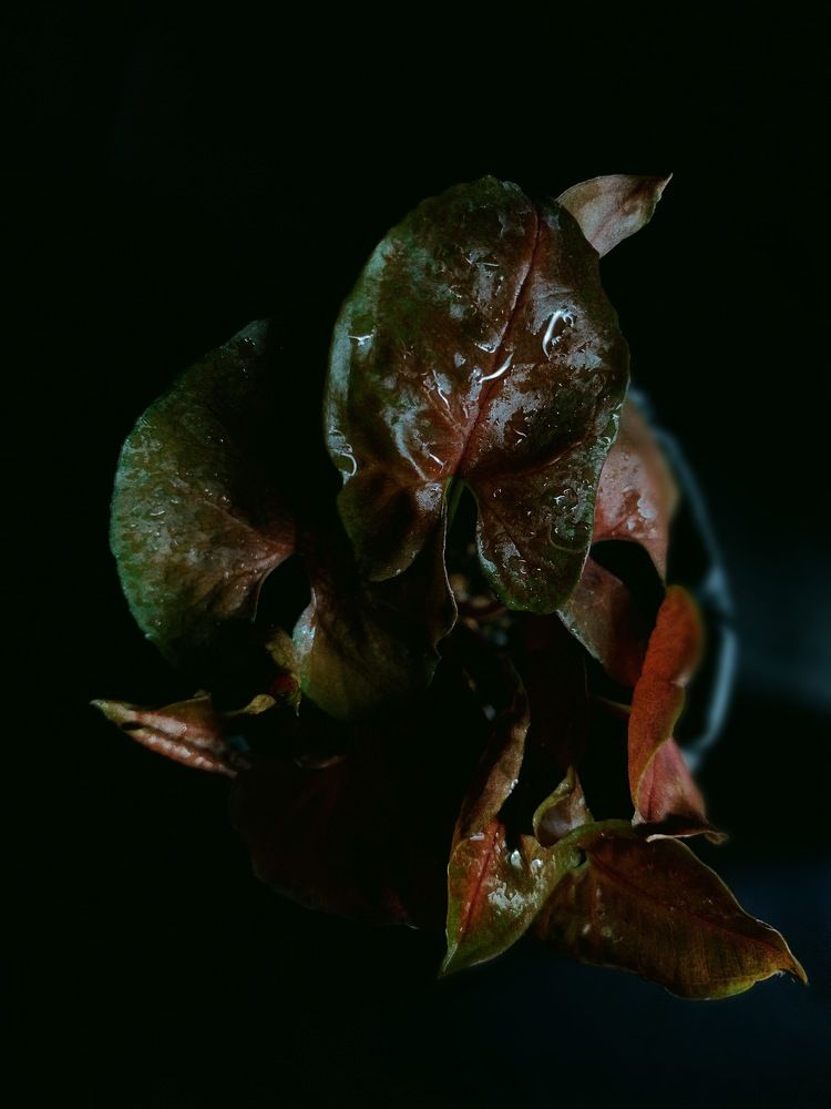 Photograph by Анна Кононец