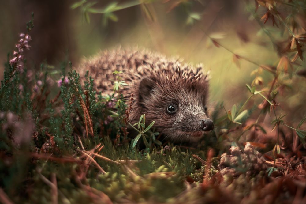 Photograph by Третьякова Анастасия