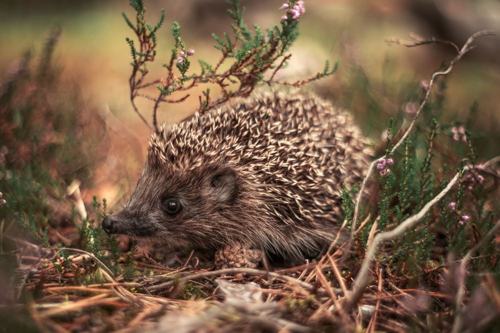 Photograph by Третьякова Анастасия