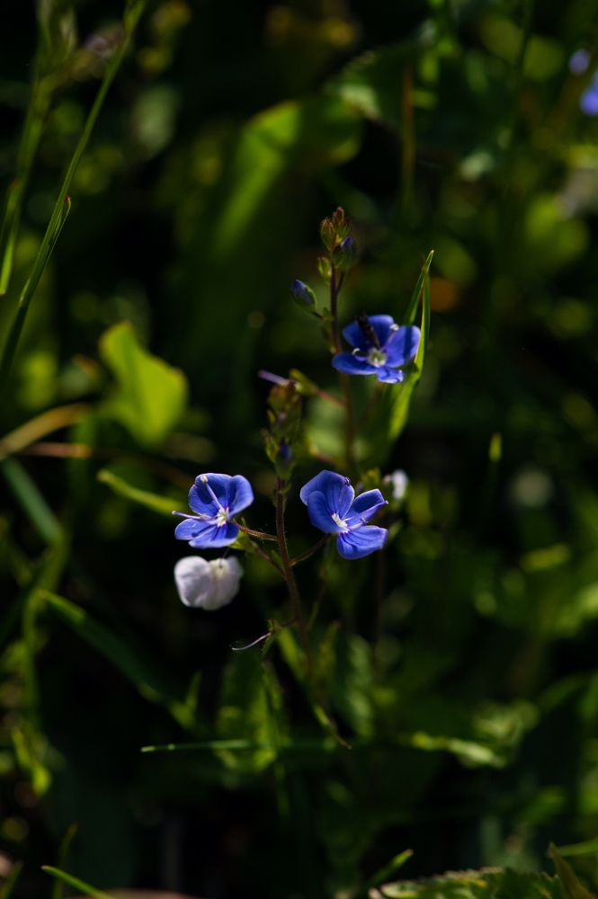 Photograph by Эльга Канашевич