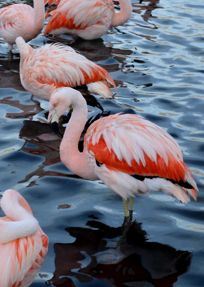 Фотография автора Zayari