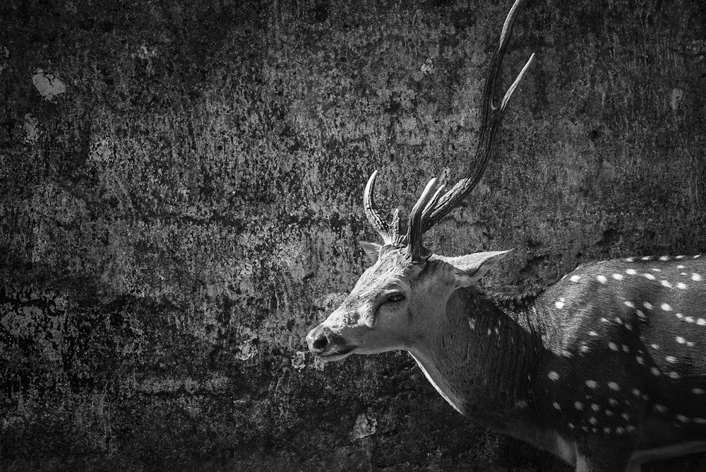 Photograph by Yogarajah Jathumilan