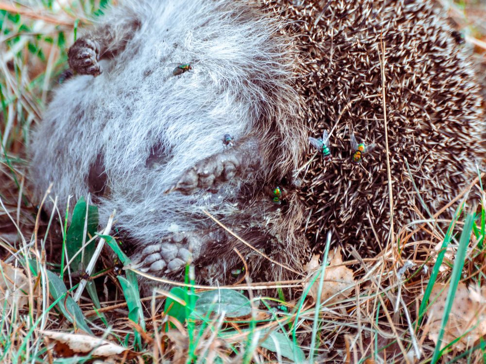 Photograph by Анастасия Гурова