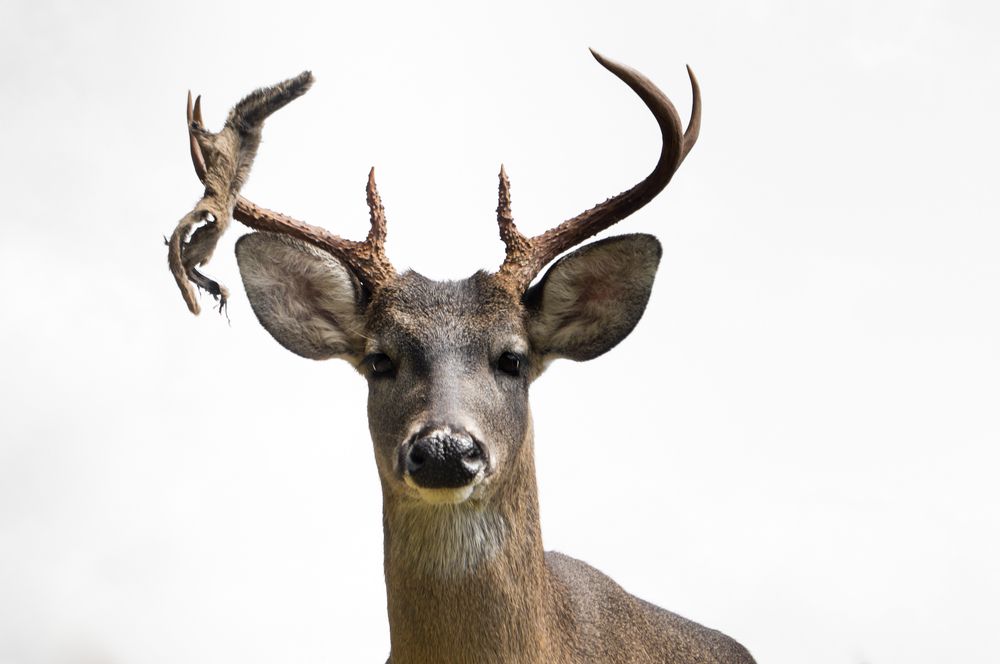 Photograph by Claudia Ruiz