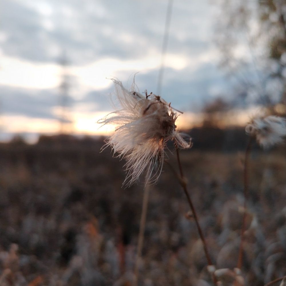 Photo #11486867