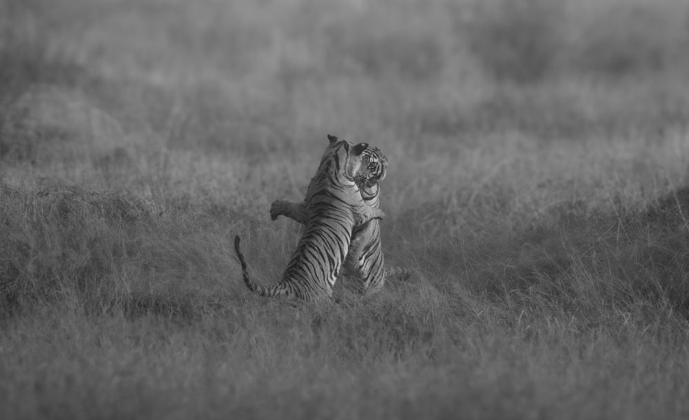 Photo #11486950