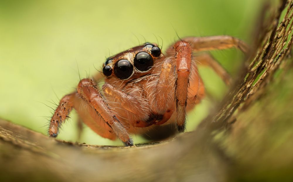 Photograph by Tharindu Gunarathna