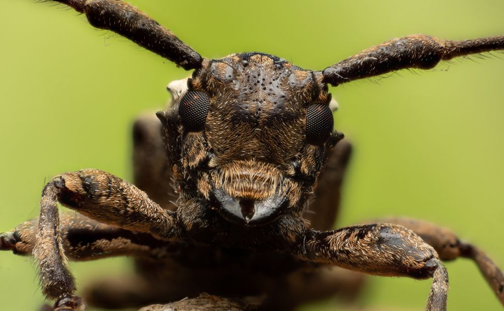 Photograph by Tharindu Gunarathna