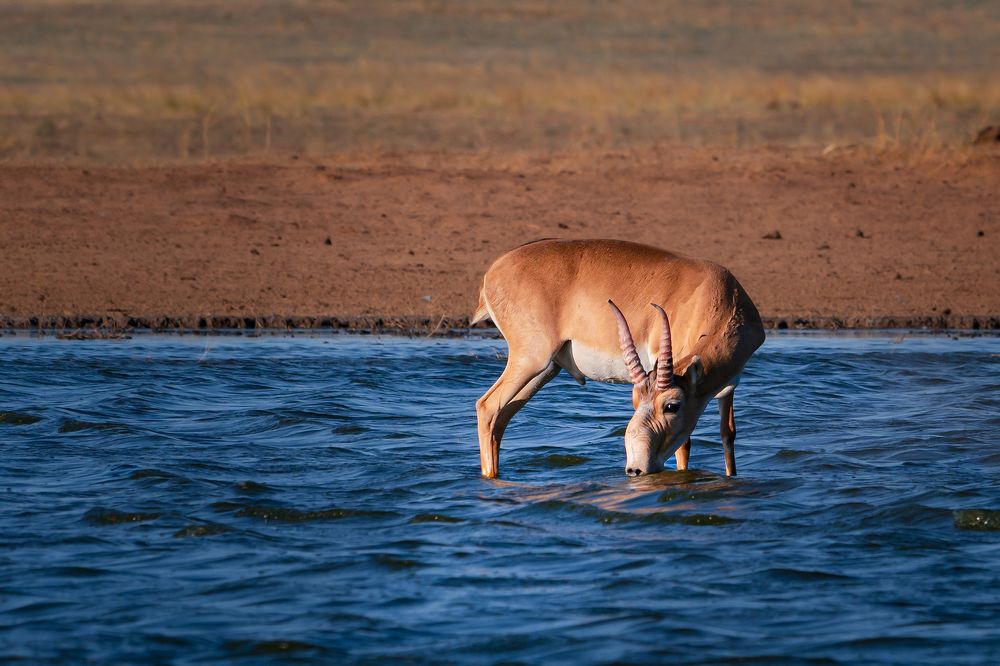 Photograph by Olga Semisotova