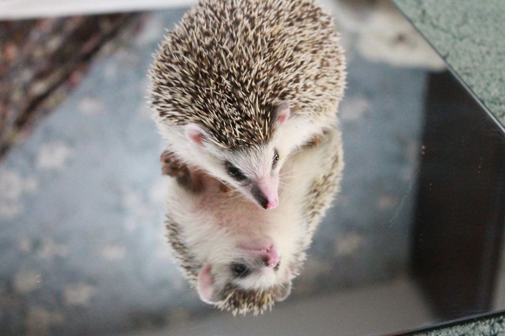 Photograph by Юлия Чешко