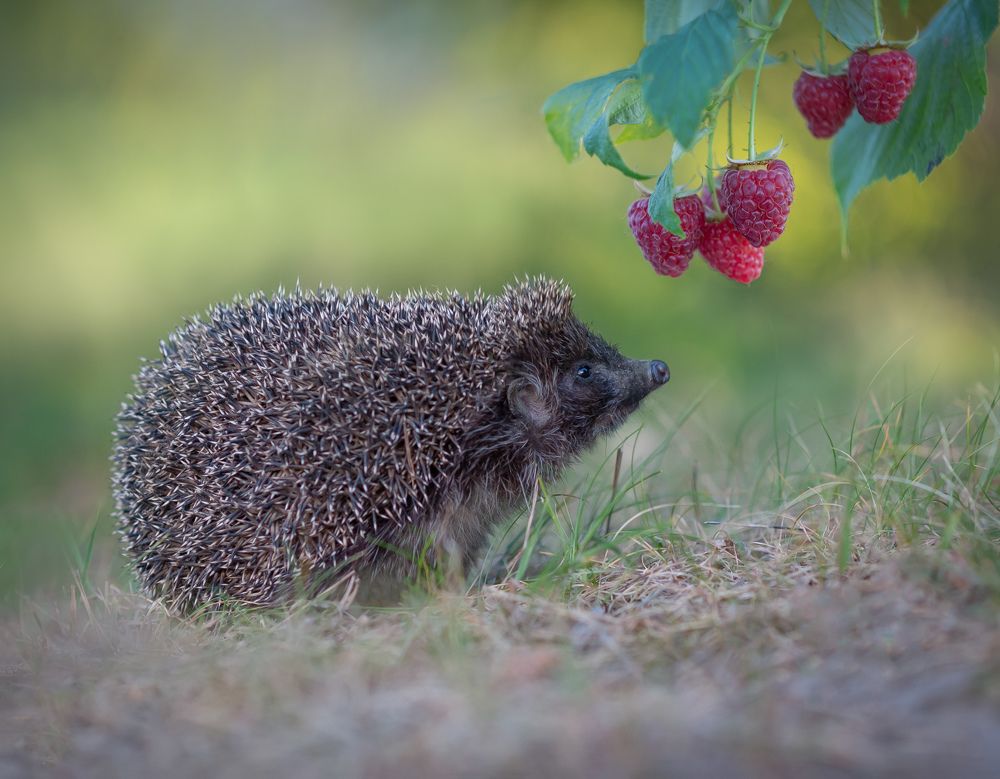 Photograph by Александр Гвоздь