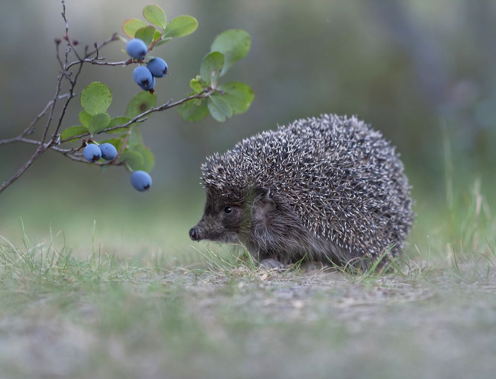 Photograph by Александр Гвоздь