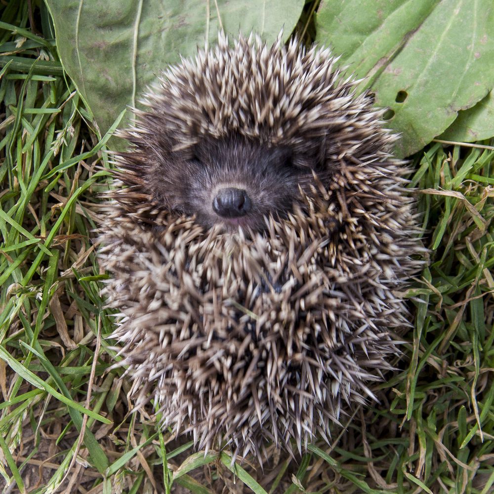 Ёжик Блошек -1