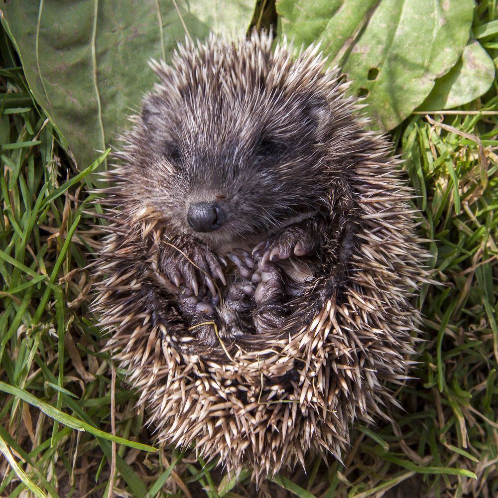 Ёжик Блошек -2