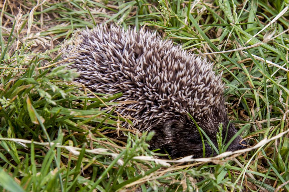 Ёжик Блошек -3