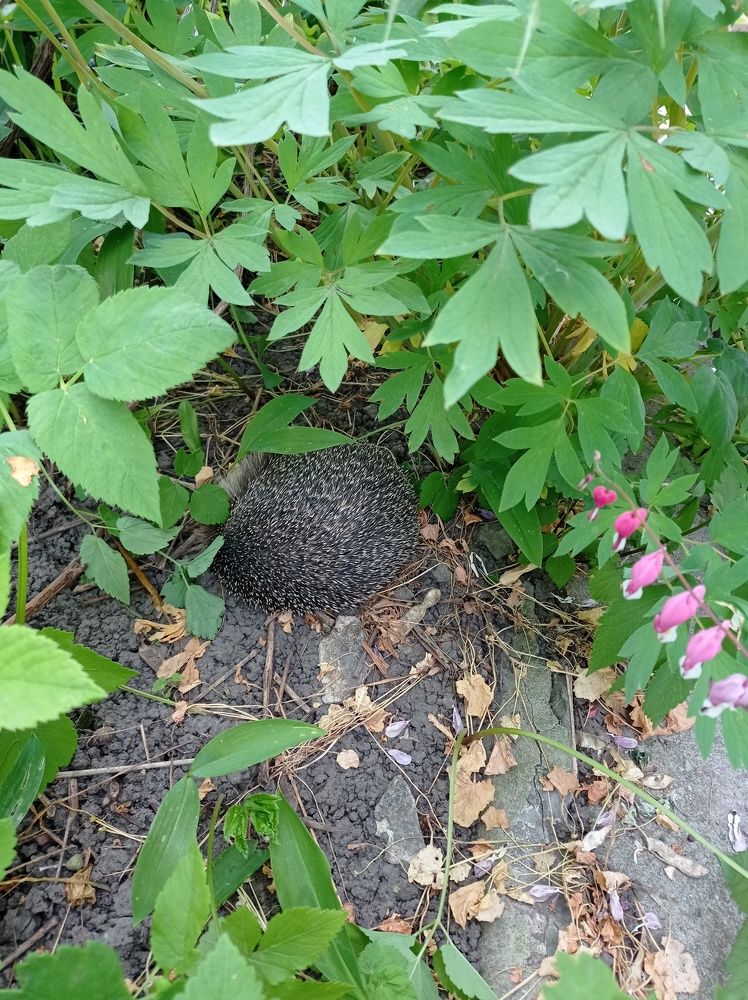 Quiet hour for the hedgehog