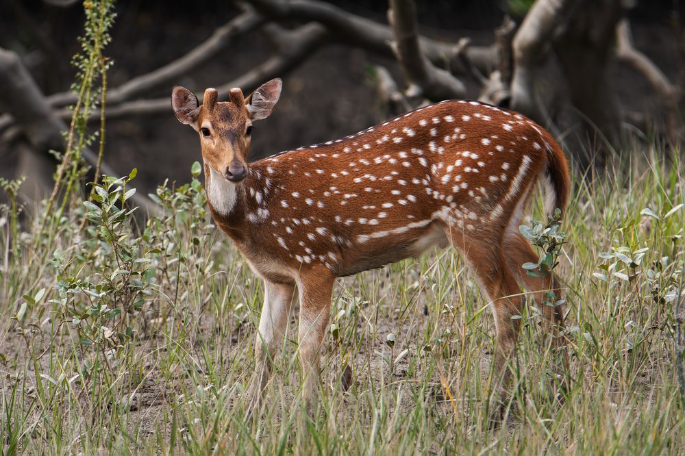 Photograph by Pinak Paul