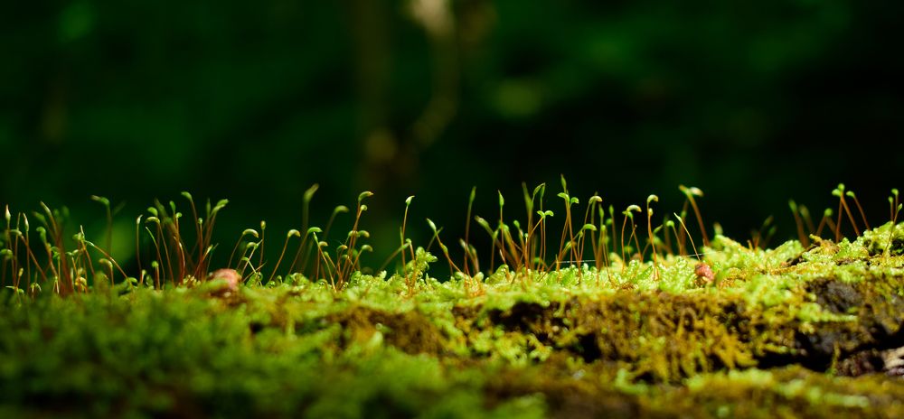 Душевный мох