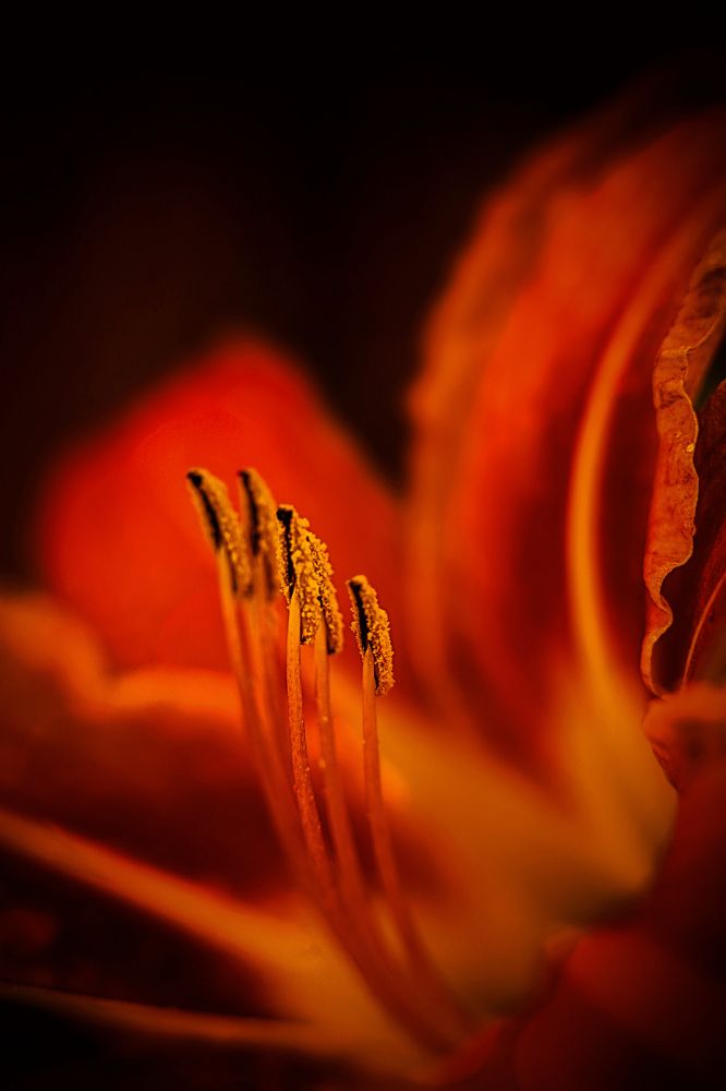 Сердце лилии.