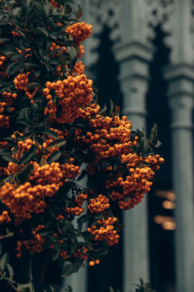 Photograph by Мария Корвин-Кучинская