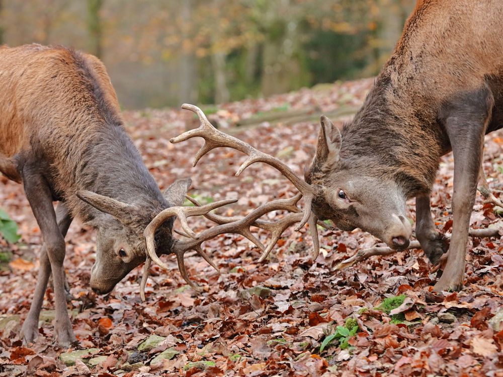 Photograph by Geert Blauwblomme