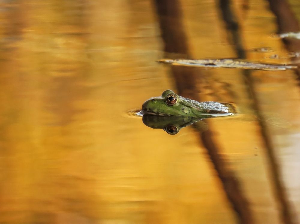Лягушка на закате