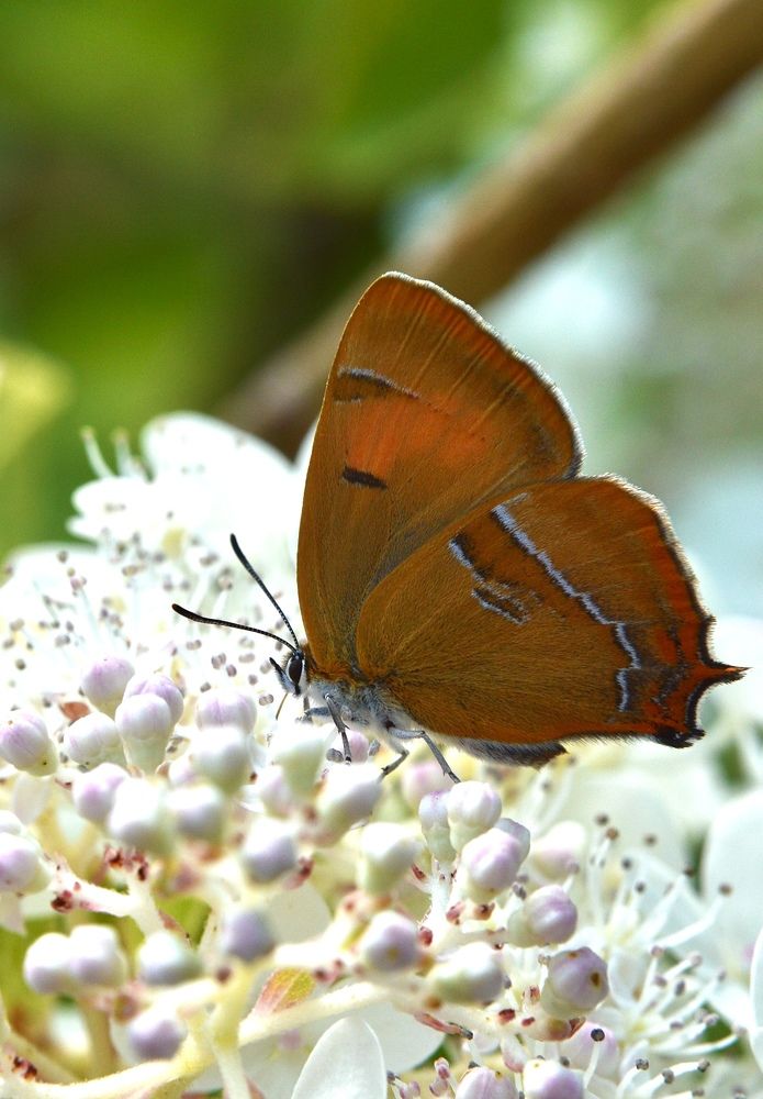 Рыжая бабочка Зорянка